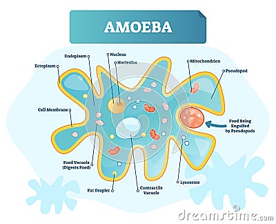 Amoeba labeled vector illustration. Single cell animal structure scheme. Vector Illustration