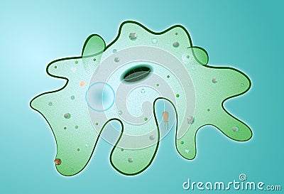Amoeba proteus. Microbe. Vector Illustration