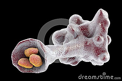 Amoeba protozoan engulfing bacteria Cartoon Illustration