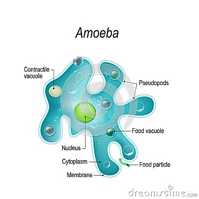 Structure of an amoeba proteus Vector Illustration