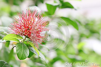 Amon tassel flower, Combretaceae,Combretum erythrophyllum & x28;Burchell& x29; Stock Photo