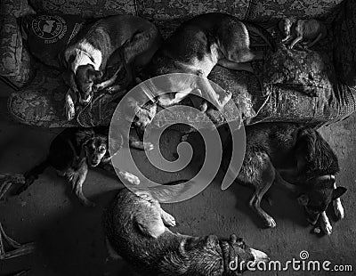 Amores Perros Editorial Stock Photo