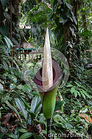 Amorphophallus Flower Gunung Mulu National Park Stock Photo