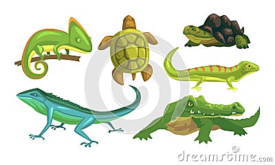 Amphibian Animals Species Collection, Turtle, Chameleon, Lizard, Crocodile, Salamander Vector Illustration Vector Illustration