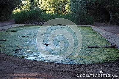 Amphibian raft of the natural pond of Ivars and Ilasana, lerida Stock Photo