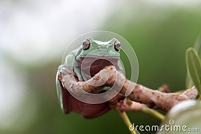 Amphibians, animal, animales, animals, animalwildlife, crocodile, dumpy, dumpyfrog, face, frog, green, macro, mammals, funy, cute Stock Photo