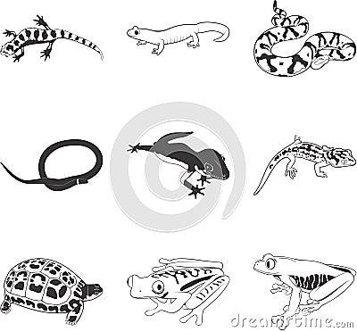 Amphibians & Reptiles Vector Illustration