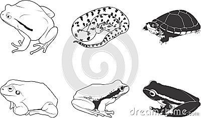 Amphibians and Reptiles Vector Illustration