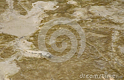 Amphibious fish Stock Photo