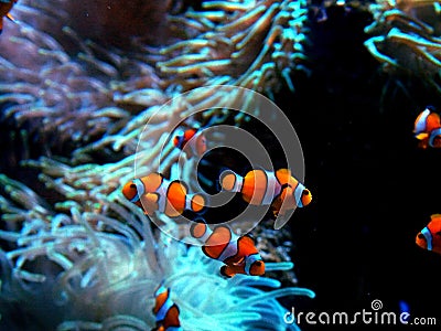 Amphiprion Ocellaris Clownfish In Marine Aquarium Stock Photo
