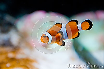 Amphiprion ocellaris -clownfish - Nemo Stock Photo