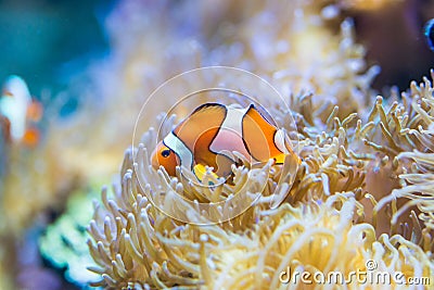 Amphiprion ocellaris - clownfish Stock Photo