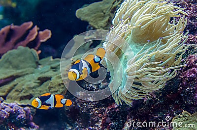 Amphiprion Percula Clownfish Stock Photo