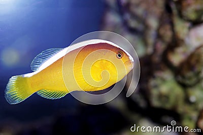 Orange Skunk Clownfish - Amphiprion sandaracinos Stock Photo