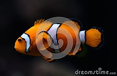 Amphiprioninae aka Ocellaris clownfish Stock Photo