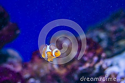 Amphiprioninae clown fish or anemone fish on deep blue sea color background. tropical fish in aquarium Stock Photo