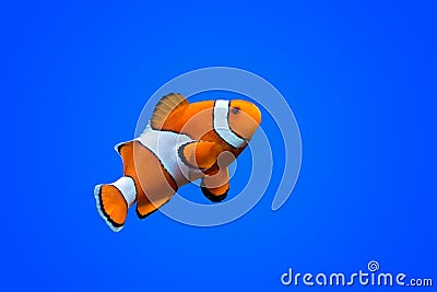 Amphiprioninae clown fish Stock Photo