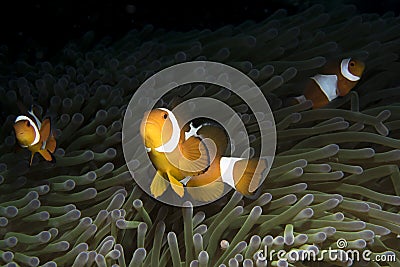 Amphiprioninae Clownfish with anemone Stock Photo