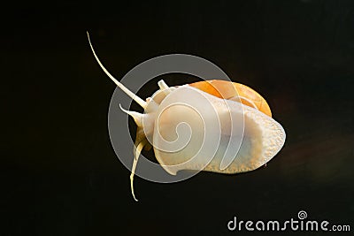 Ampullaria australis, important and popular aquatic freshwater snail, clean glass surface from green algae, gastropod mollusk Stock Photo