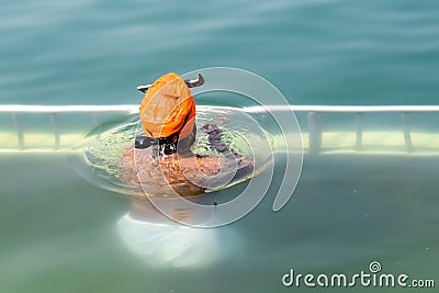 Amritsar, India - February 26 2023 - Unidentified devotees taking holy dip in sarovar at Golden Temple Editorial Stock Photo