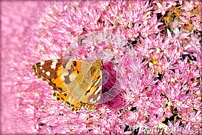 Amsterdam Butterfly on pink flower Stock Photo