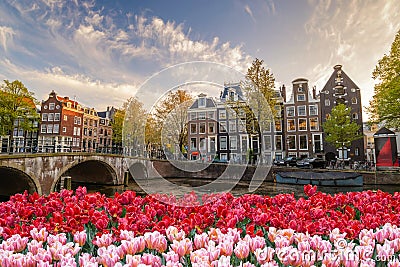 Amsterdam spring tulip flower, Netherlands Stock Photo