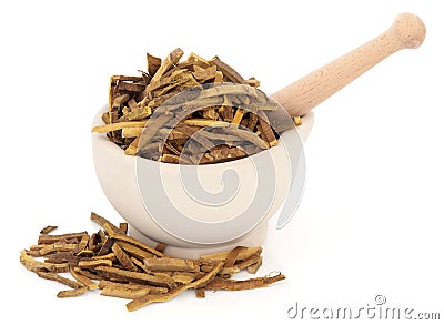 Amur Cork Tree Bark Herb Stock Photo