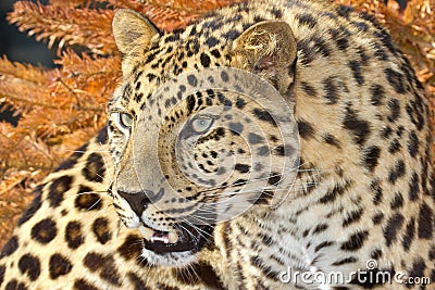 Amur leopard Stock Photo