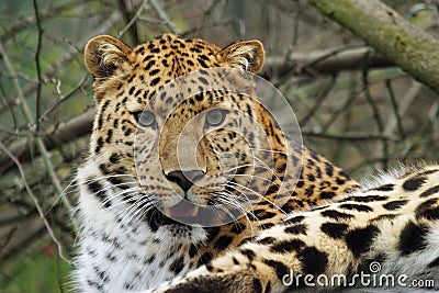 Amur leopard Stock Photo