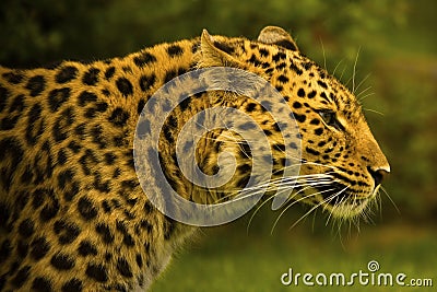 Amur Leopard Stock Photo