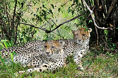 Amur Leopard Stock Photo