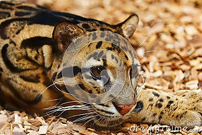 Amur leopard Stock Photo