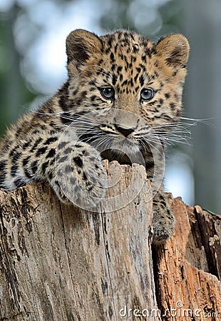 Amur Leopard Cub Stock Photo