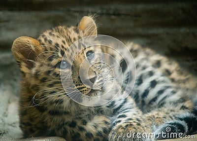 Amur leopard cub Stock Photo