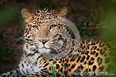 Amur leopard, Panthera pardus orientalis Stock Photo