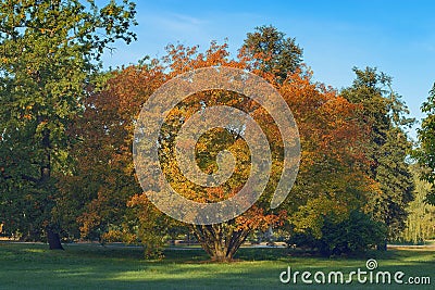 Amur maple in the fall in Stromovka, Prague. Stock Photo