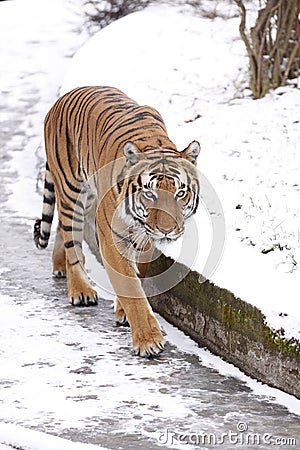 Amur tiger Stock Photo