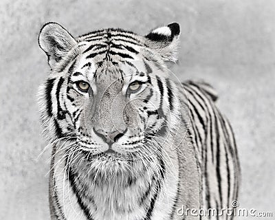 Amur tiger Stock Photo