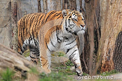 Amur tiger Stock Photo