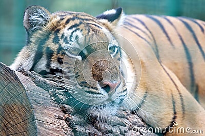Amur tiger closeup resting on the tree Stock Photo