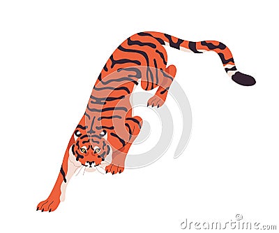 Amur tiger crawling, walking. Wild cat going, moving on paws, hunting, looking up. Striped feline predator. Carnivore Vector Illustration