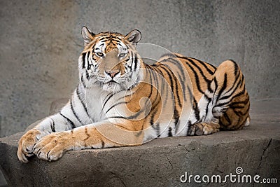 Amur tiger Stock Photo