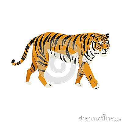 Amur tiger goes isolated on white background. Vector tiger side view. Endangered animal Vector Illustration