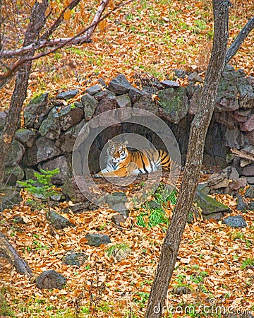 Amur tiger hid under a canopy of rain. beautiful big cat in the Woods. Stock Photo