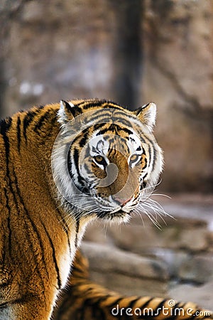 An amur tiger looking into the camera Stock Photo