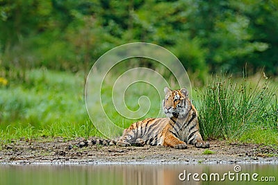 Amur tiger lying near lake water. Danger animal, tajga, Russia. Animal in green forest stream. Grey stone, river droplet. Siberian Stock Photo