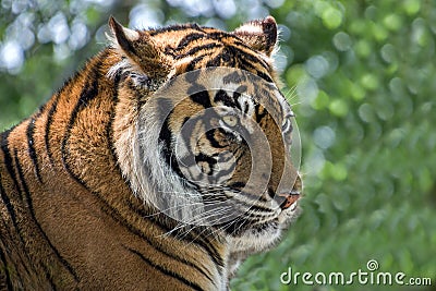 Face of Amur tiger close up. Siberian tiger Stock Photo