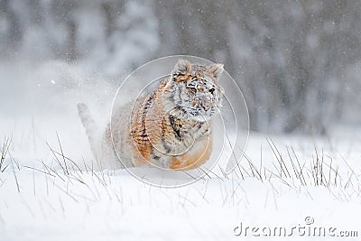 Amur tiger running in the snow. Action wildlife scene with danger animal. Cold winter in tajga, Russia. Snowflake with beautiful S Stock Photo