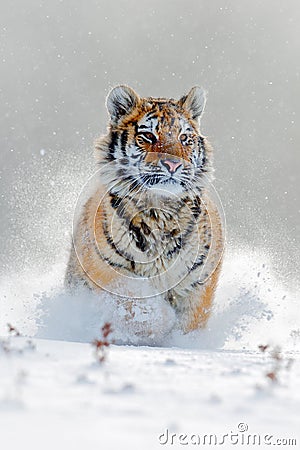 Amur tiger running in the snow. Action wildlife scene with danger animal. Cold winter in tajga, Russia. Snowflake with beautiful S Stock Photo