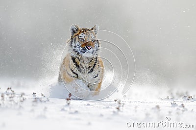 Amur tiger running in the snow. Tiger in wild winter nature. Action wildlife scene with danger animal. Cold winter in tajga, Russi Stock Photo